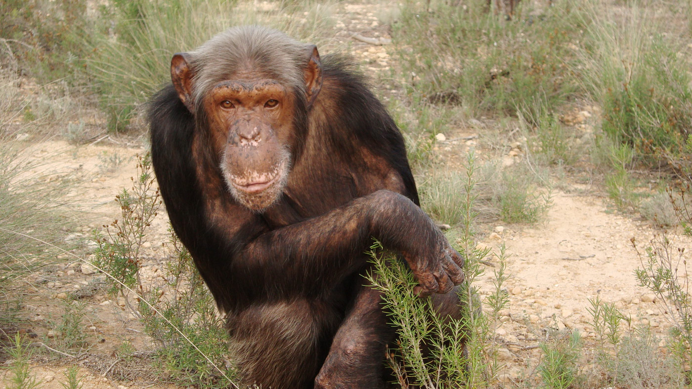 Hypocriete veganist header chimpansee - Copyright: Brenda de Groot