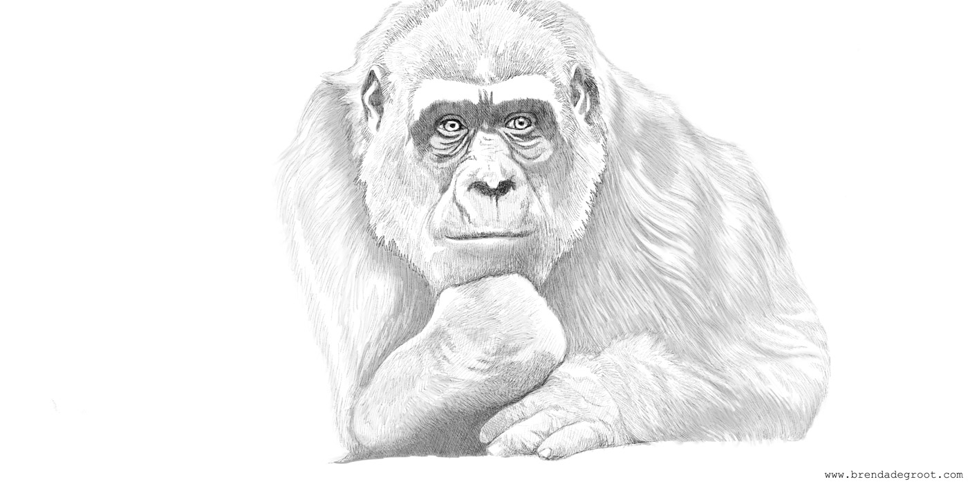 Gorilla line drawing with pencil - Copyright: Brenda de Groot