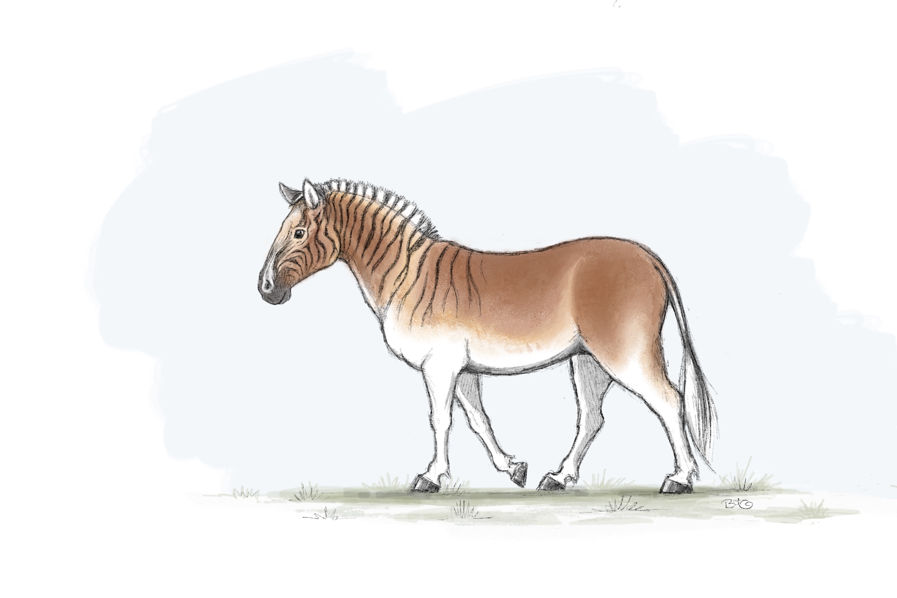 Equus quagga quagga illustration - Brenda de Groot