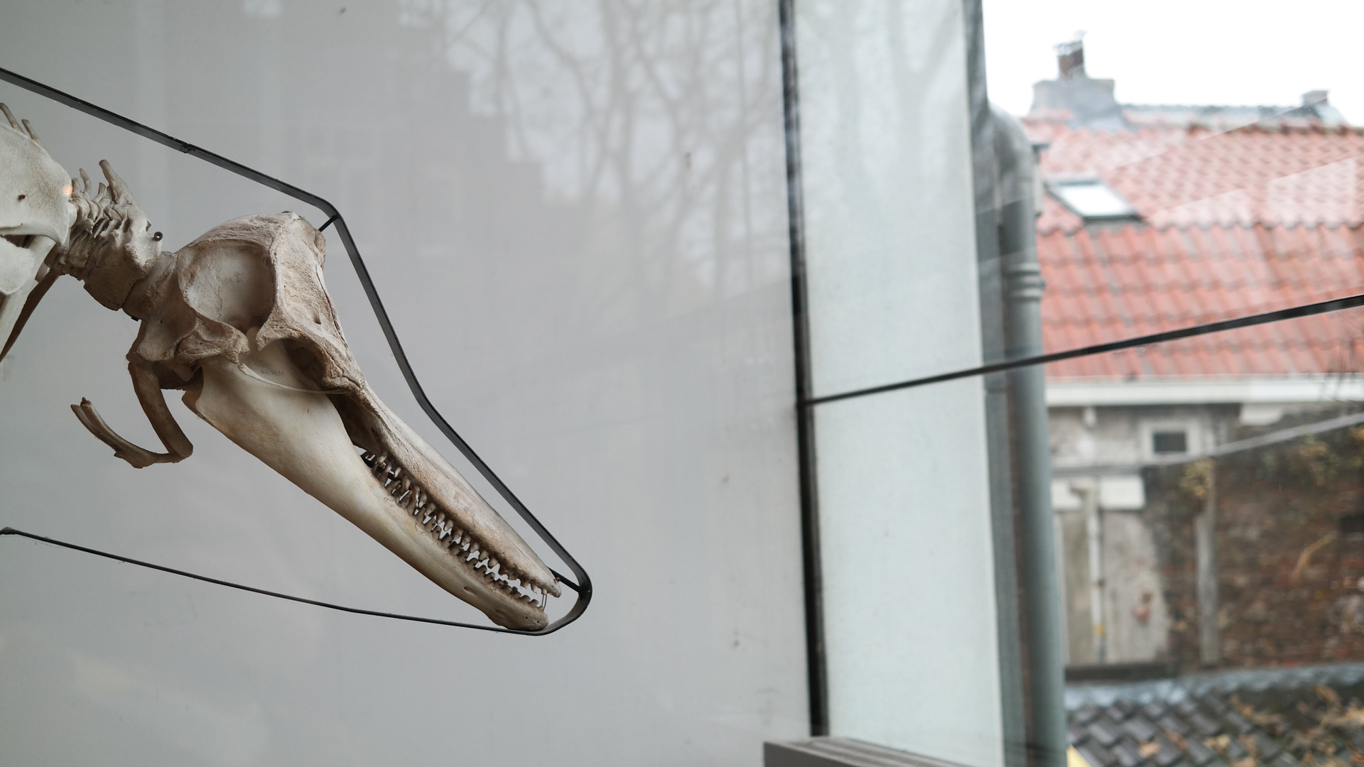 Schedel dolfijn in museum - Brenda de Groot
