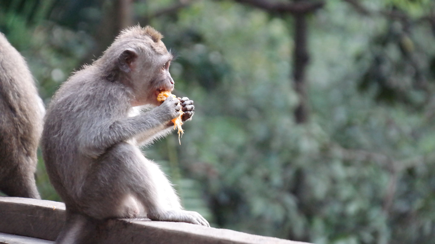 Long tailed macaque eating mango in Monkey Forest, Ubud, Bali