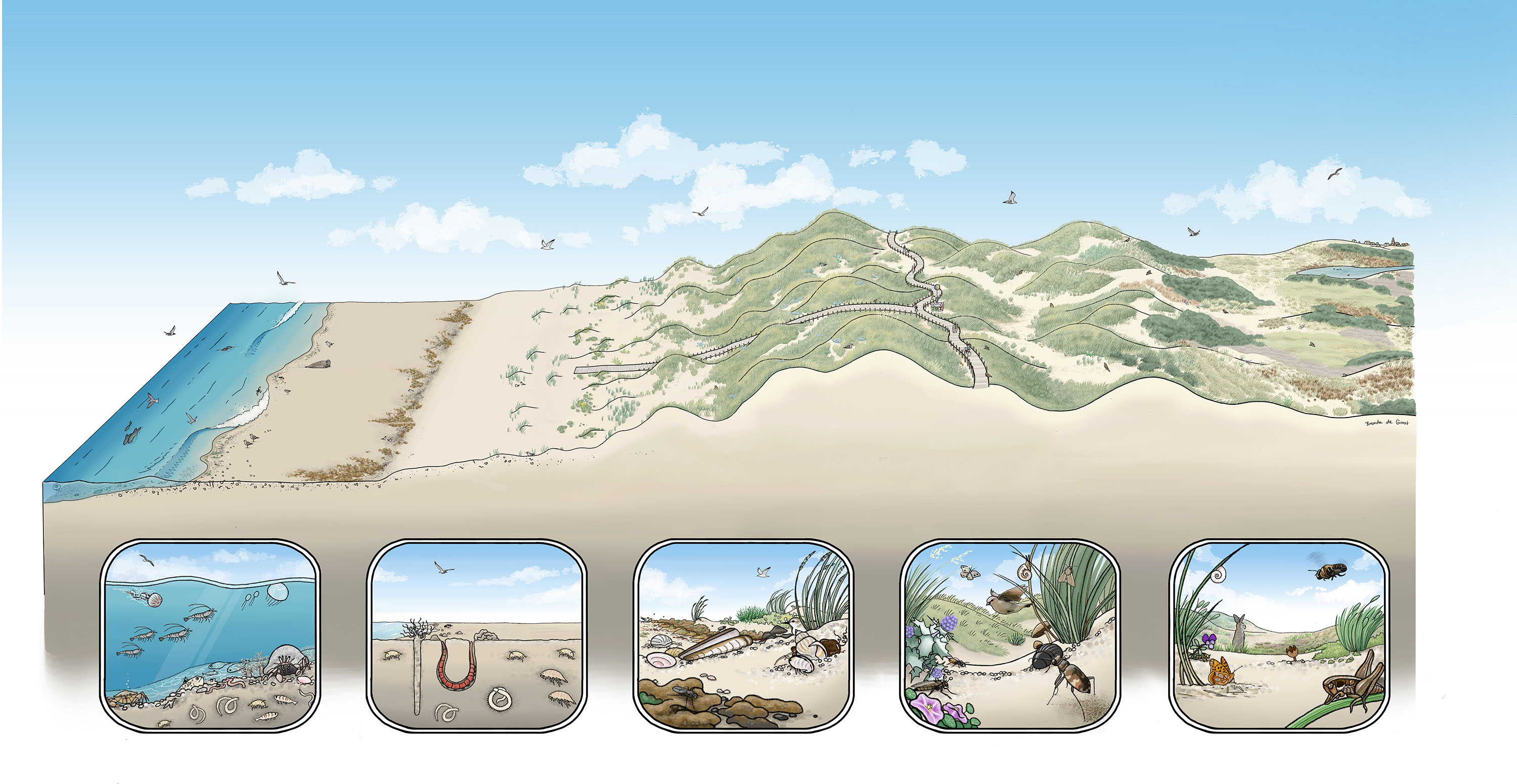 WWF coastal eco system illustration - Brenda de Groot
