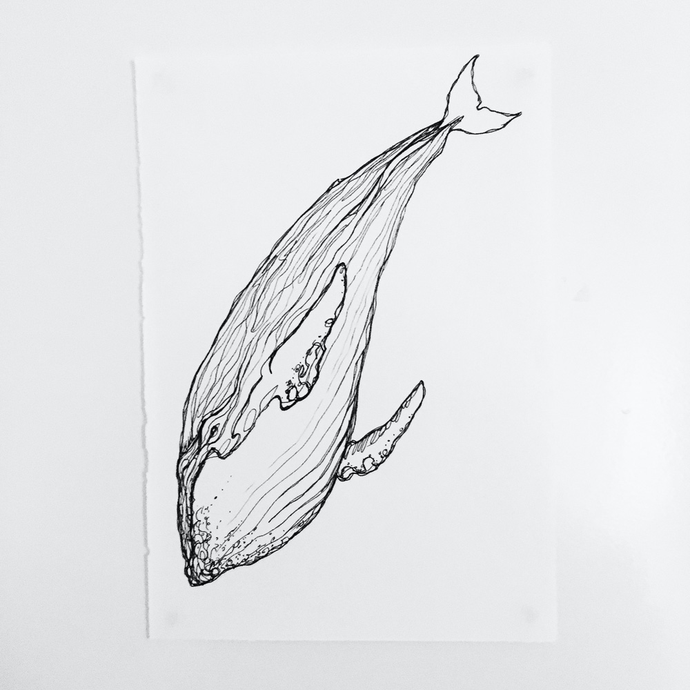 Whale illustration - Brenda de Groot