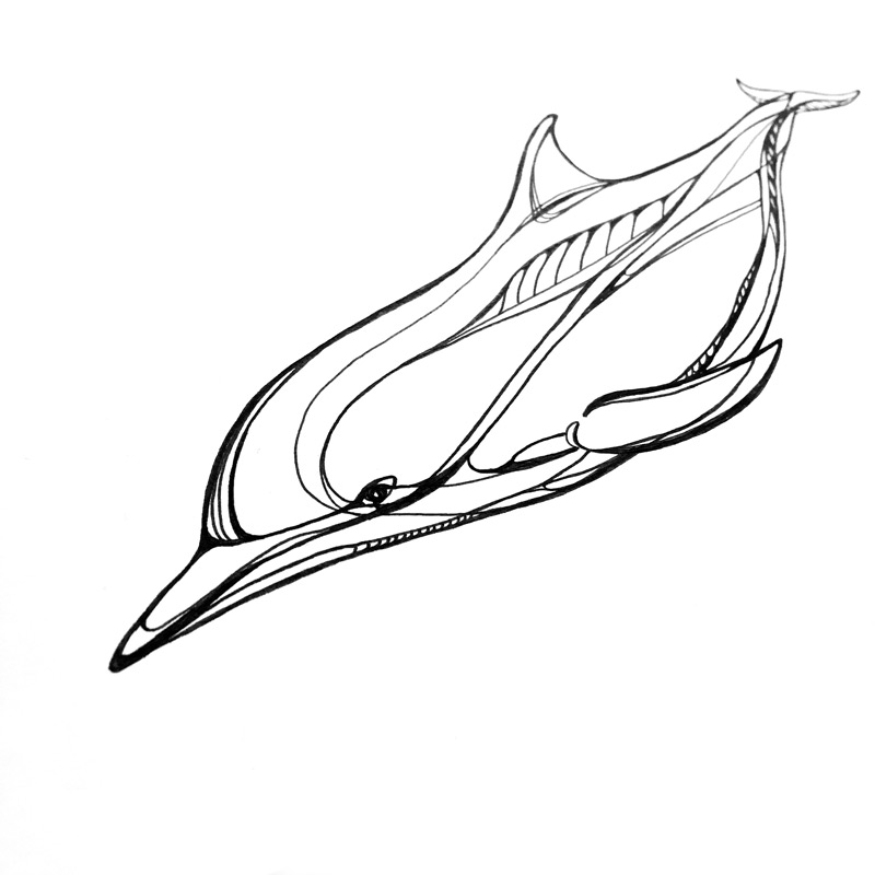 Spinner dolphin line drawing - Brenda de Groot