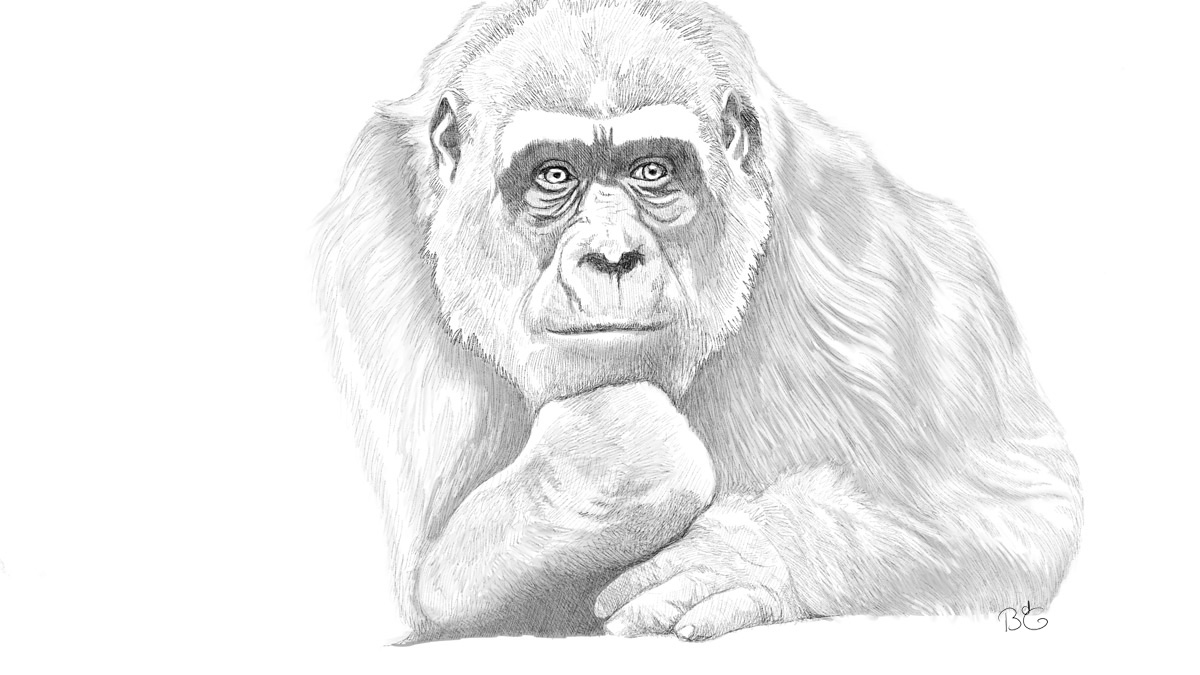 Gorilla line drawing with pencil - Copyright: Brenda de Groot
