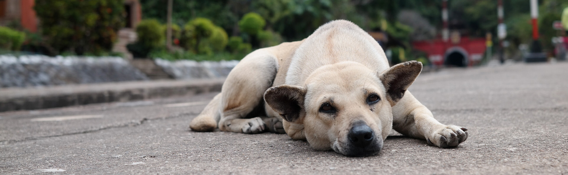 Dog in Thailand