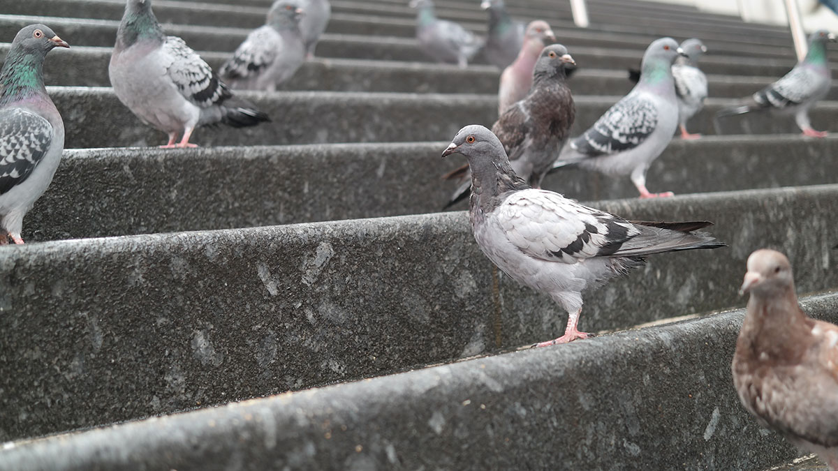 Pigeon