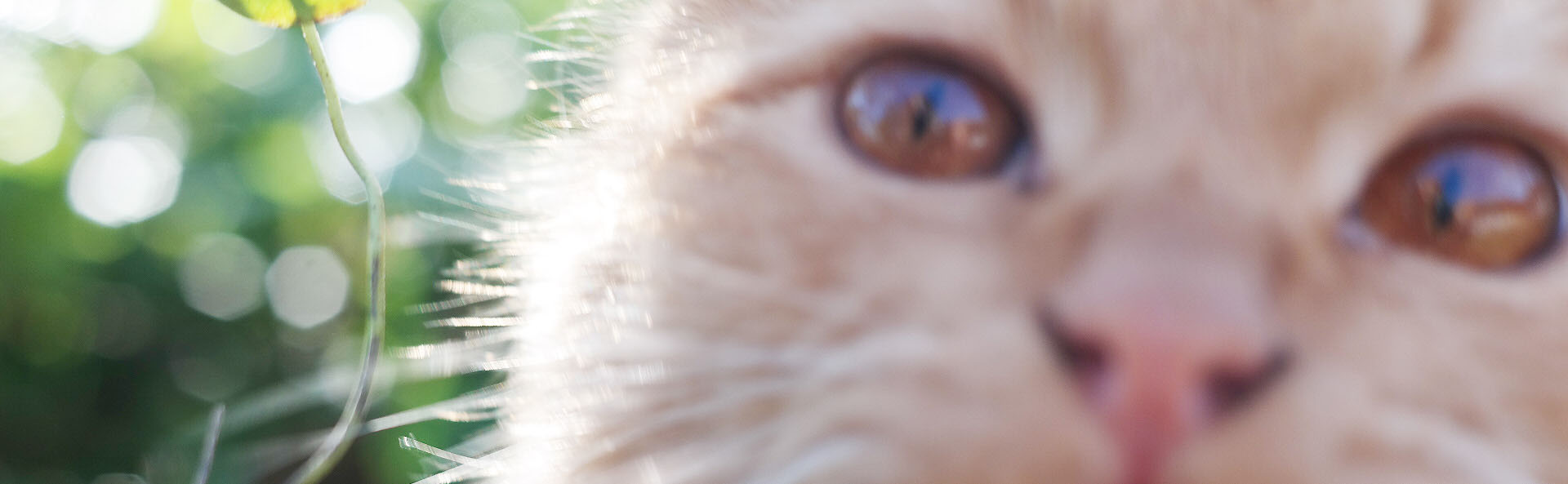 Cat up close