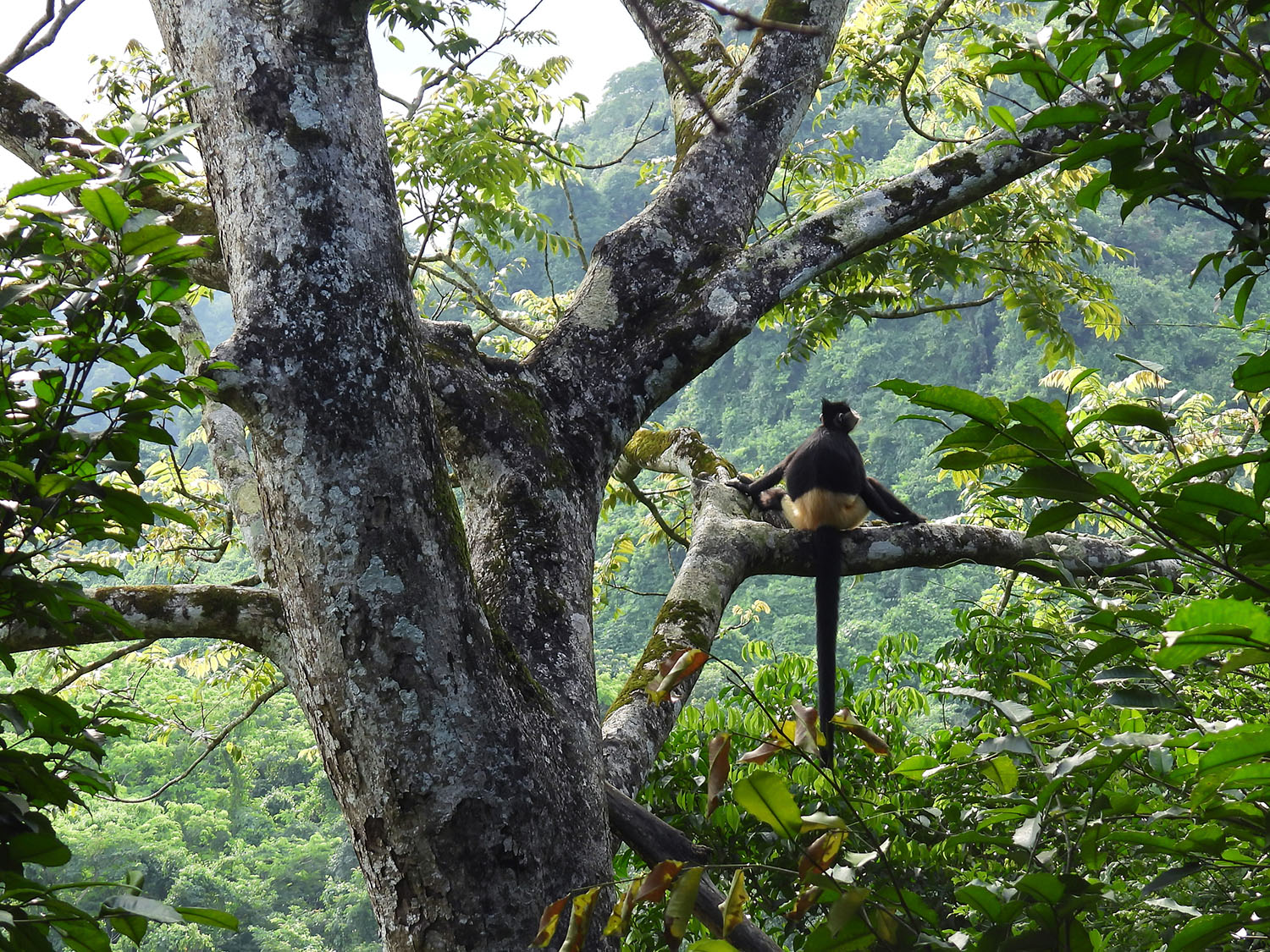 Delacour's langur (Trachypithecus delacouri) in a tree. Photo by Brenda de Groot