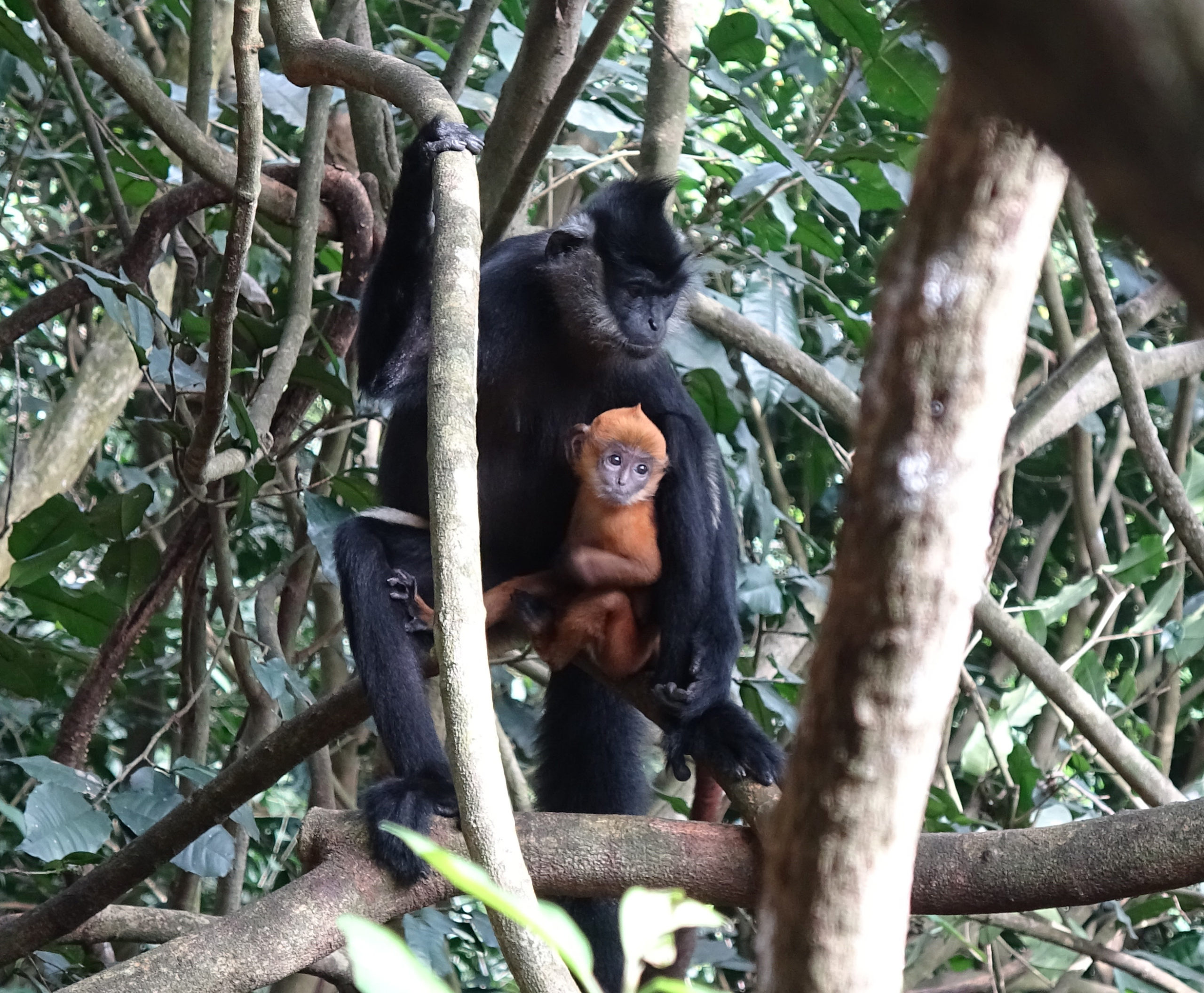 Delacour's langur (Trachypithecus delacouri) with orange infant.